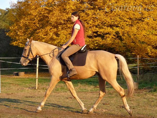Tobiáš, čtyřletý valach koně Kinského, na jízdárně