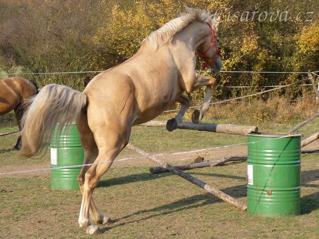 Tobiáš, čtyřletý valach koně Kinského, skákání ve volnosti