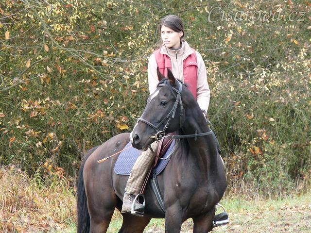 Durman, pětiletý valach Anglického plnokrevníka, na vyjížďce