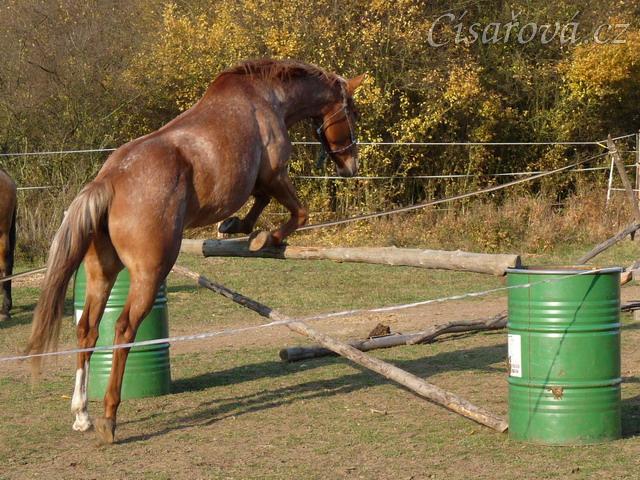 Im Docs Snow Queen, čtyřletá klisna Appaloosa, skákání ve volnosti