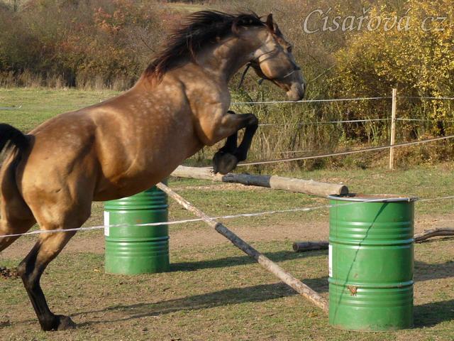Klisna Keisy, skákání ve volnosti