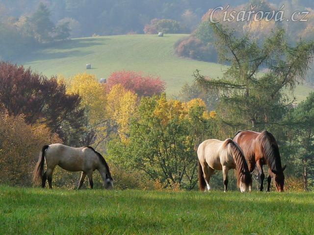 Greisy, Galen a Agáta na podzimní pastvě