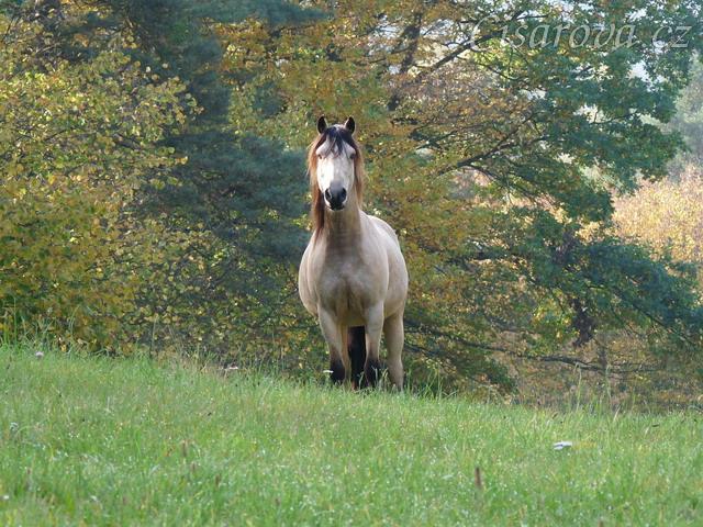 Galen vidí "bubáka" - fotografa:-)