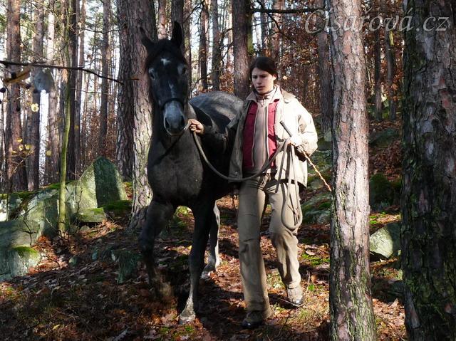 Jared, tříletý valach Slovenského teplokrevníka, na procházce