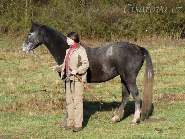 Jared, tříletý valach Slovenského teplokrevníka, na procházce