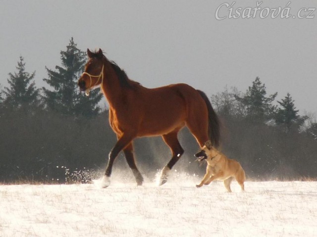 Agáta si užívá běhání na volno ve sněhu, Samantha doprovází
