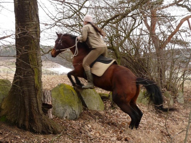 Agáta skáče přes kamennou zídku na vyjížďce