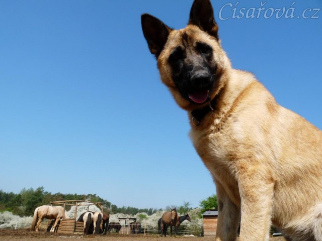 Koně u seníku v zimním výběhu, Samantha dozoruje:-)