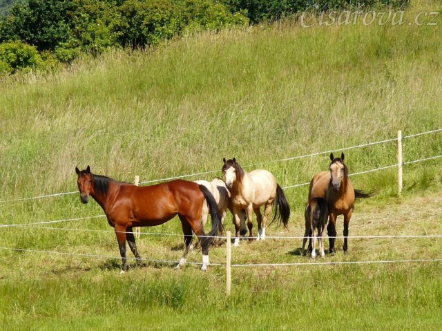 Koně na pastvě