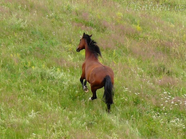 Agáta si užívá vysoké trávy při vypuštění na novou pastvinu