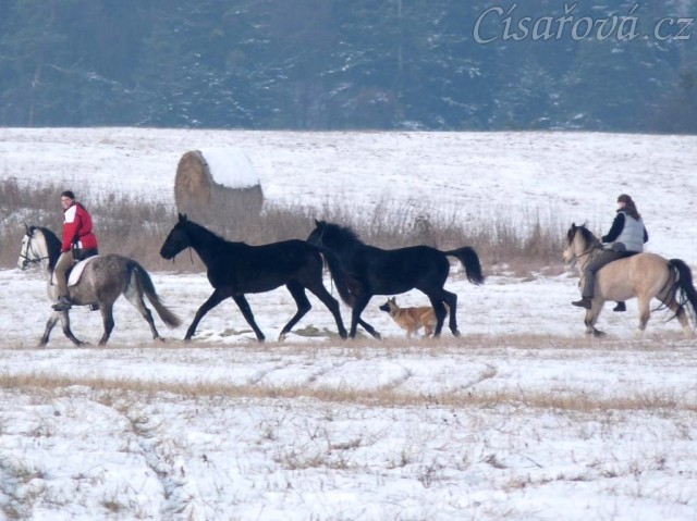 Arwen a Carthago na své první vycházce, 1,5 roku staří