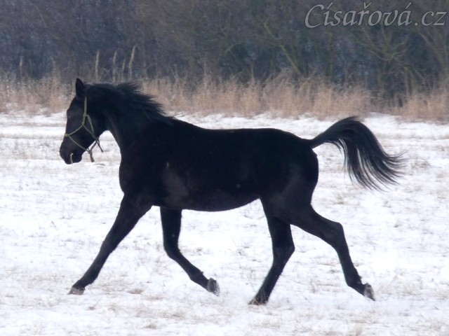 Carthago se předvádí