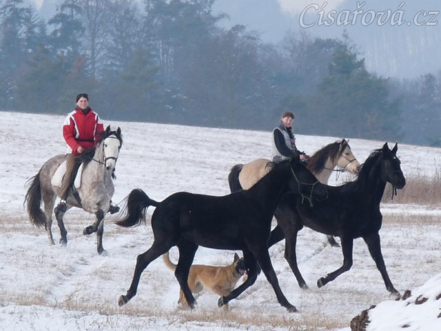 Arwen a Carthago na své první vycházce, 1,5 roku staří