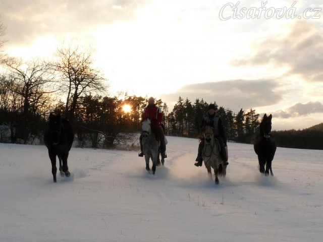 Arwen a Carthago na své první vycházce, 1,5 roku staří