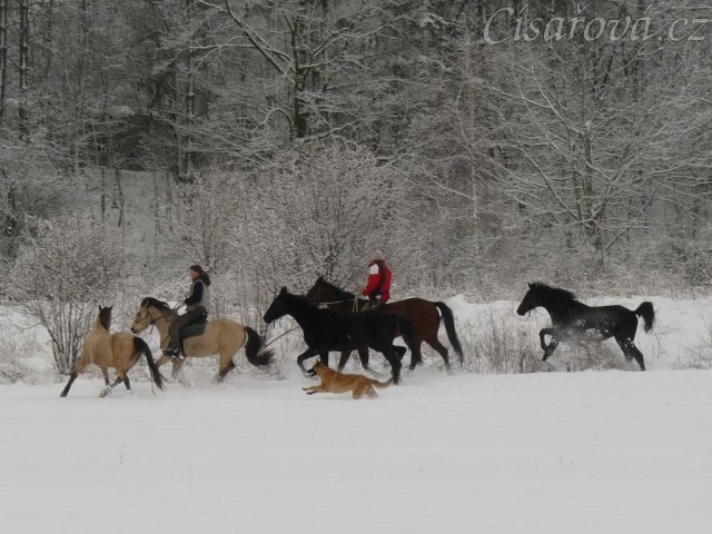 Všichni naši koně pohromadě na vyjížďce, zima 2009