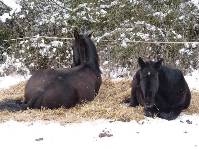 Carthago a Ducado leží spolu ve výběhu