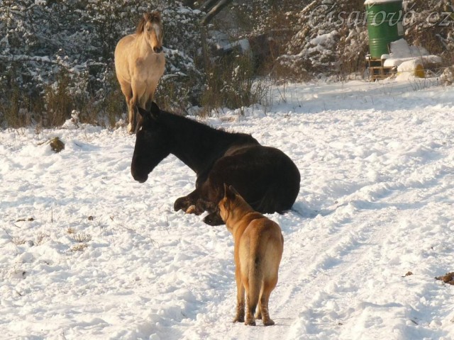 Arwen leží ve výběhu