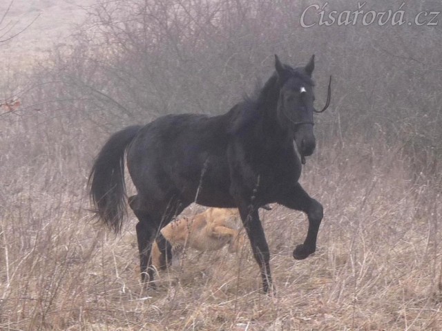 Arwen se "prodírá" suchou vysokou trávou