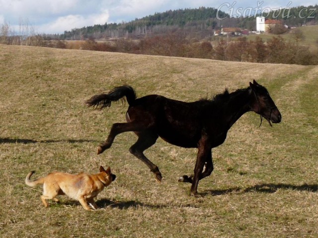 Arwen se nelíbí Samantino popohánění