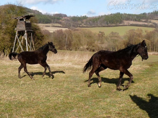 Arwen a Carthago na vycházce