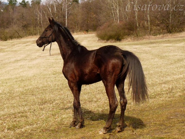 Arwen vidí něco zajímavého v dáli