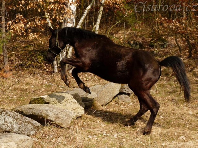 Carthago skáče přes kameny, které jsme potkali na vyjížďce