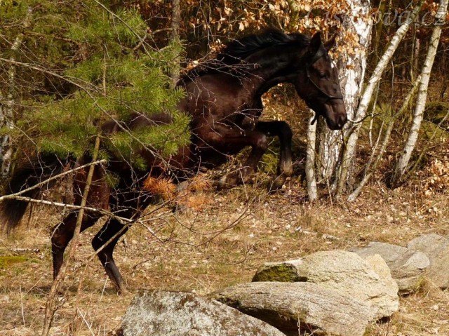 Arwen skáče přes kameny, které jsme potkali na vyjížďce