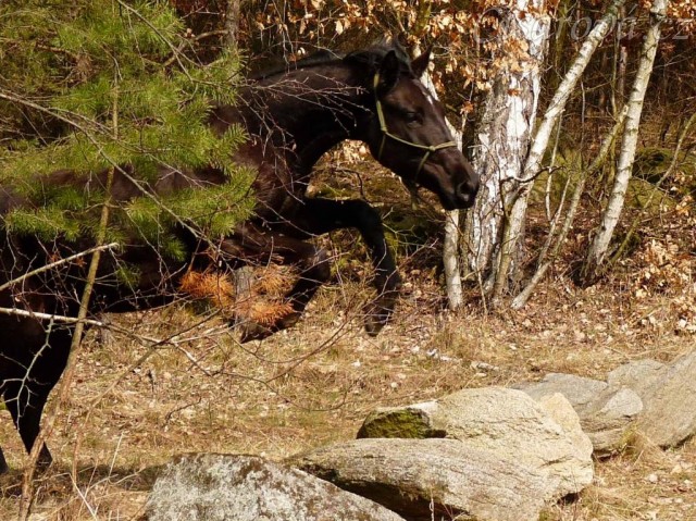 Carthago skáče přes kameny, které jsme potkali na vyjížďce