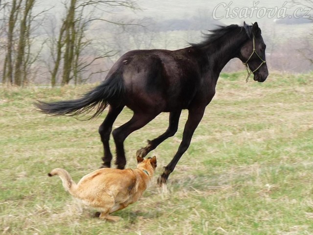 Carthago řádí na vyjížďce se Samanthou