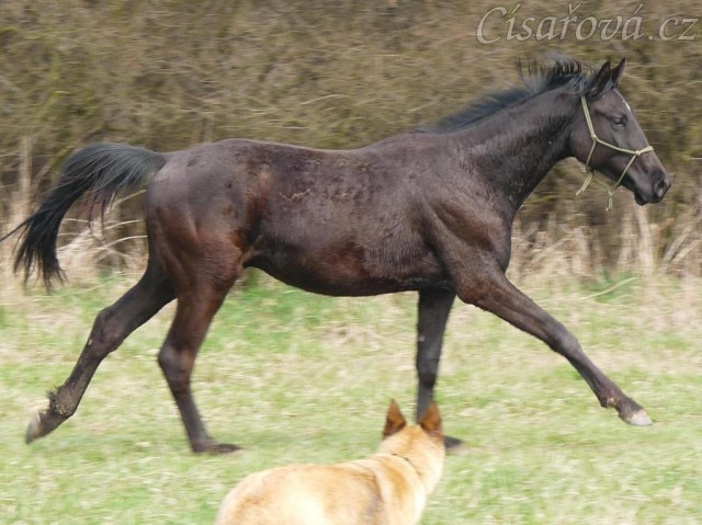 Carthago řádí na vyjížďce se Samanthou