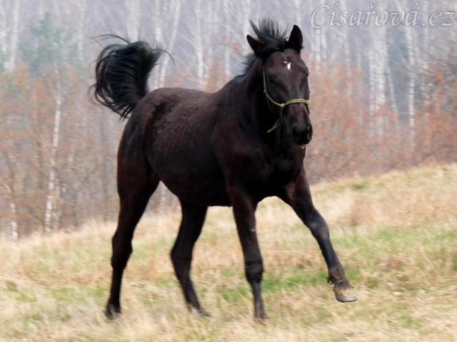 Carthago se nosí na vyjížďce