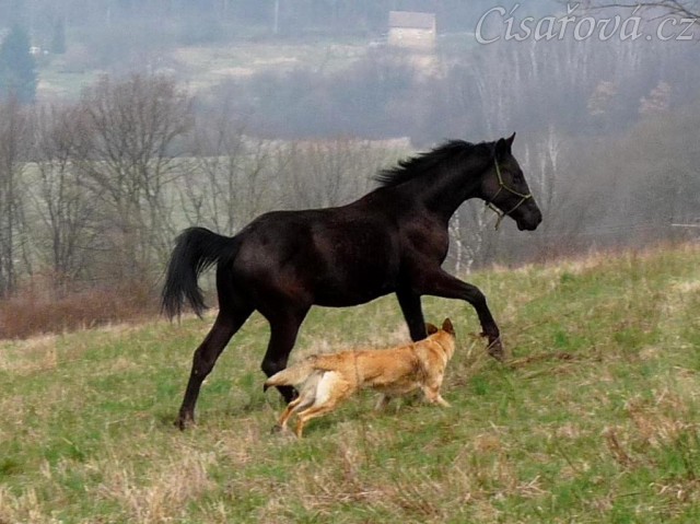 Carthago řádí na vyjížďce se Samanthou