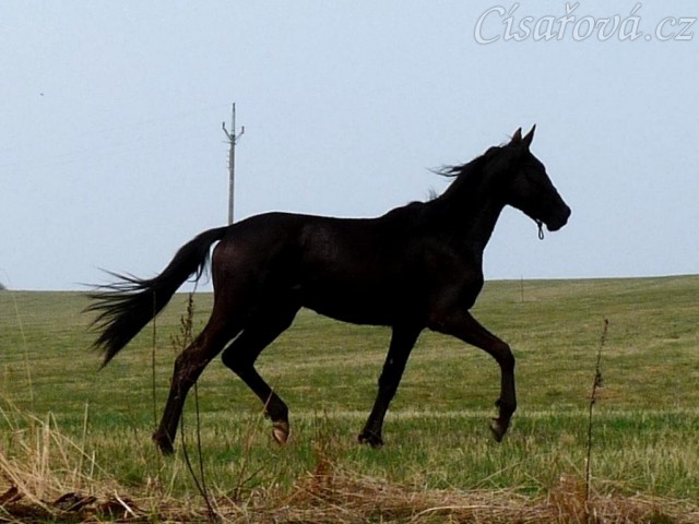 Arwen se nosí na vyjížďce