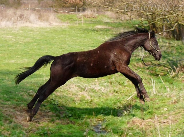 Carthago přeskakuje potok