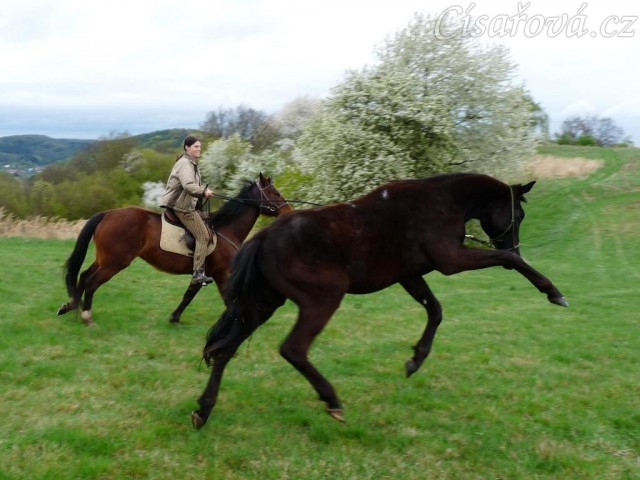 Carthago řádí na laně při vyjížďce