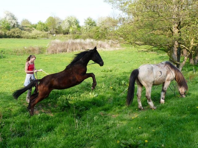 Arwen skáče přes potok