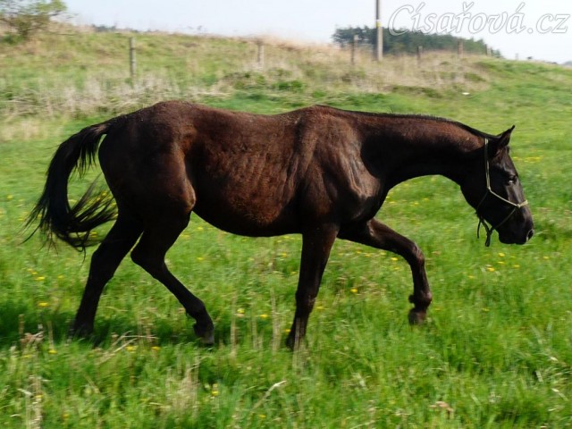 Cartago sotva zvedne hlavu od jarní trávy:-)