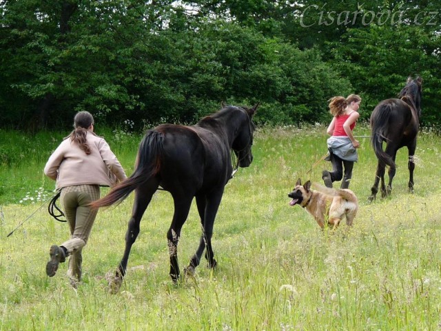 Arwen a Carthago na procházce - klusat jim jde o dost lehčeji než nám:-)