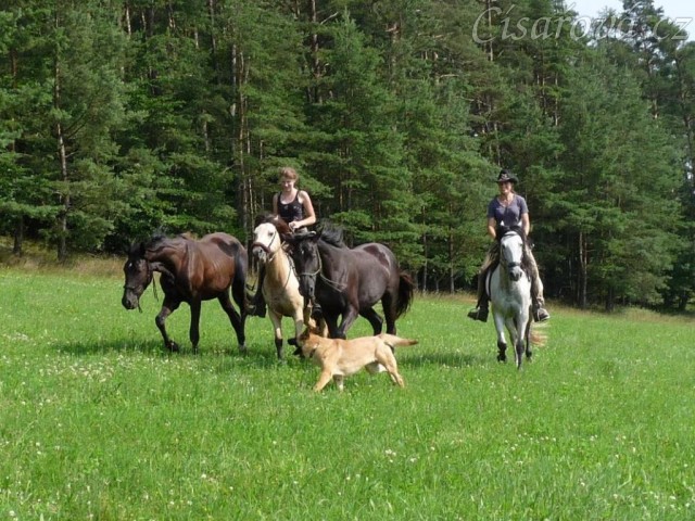 Carthago, Arwen, Galen a Divo na vyjížďce