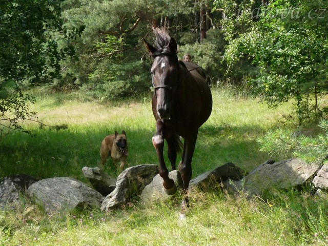 Arwen skáče přes kameny, které jsme potkali na vyjížďce