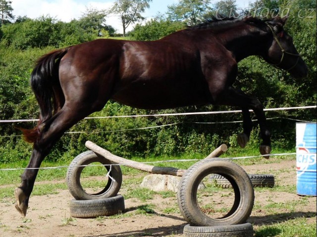Carthago při svém prvním skákání skokové řady ve volnosti