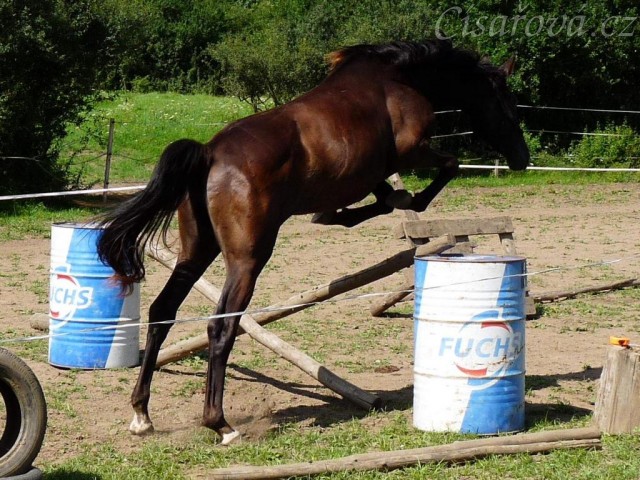 Arwen při svém prvním skákání skokové řady ve volnosti