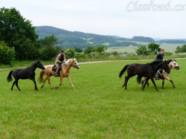 Carthago a Arwen na vyjížďce, zatím jsou na lanech
