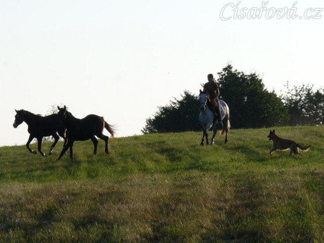 Carthago a Grant si užívají volnosti na vyjížďce s Divíkem