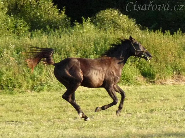 Carthago v plném trysku