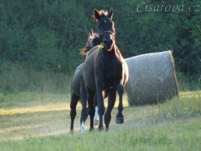 Carthago je pronásledován Grantem