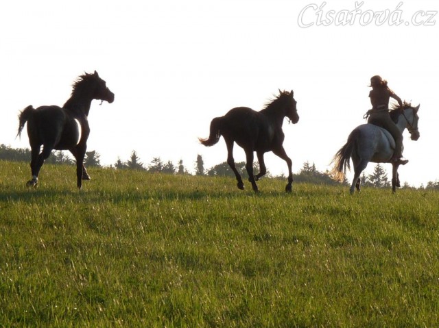 Carthago a Grant si užívají volnosti na vyjížďce s Divíkem