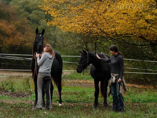 Arwen a Carthago při skákání ve volnosti - odchyt:-)