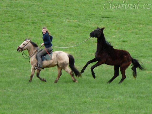Arwen řádí na laně při vyjížďce