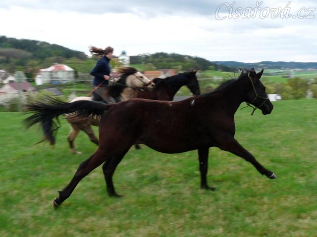 Carthago, Arwen a Galen ve cvalu